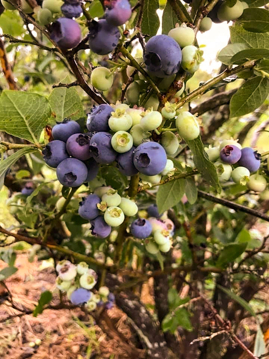 Moultrie County farm’s blueberries a taste of summer